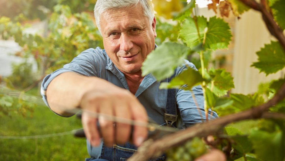 Grijile verii în viticultură: Lucrări esențiale