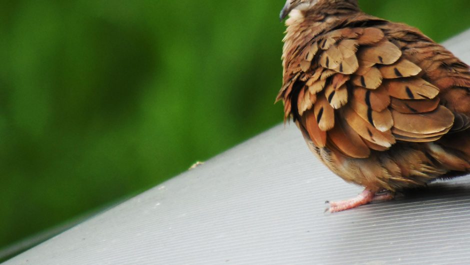 Potârnichea: Curiozități despre această pasăre